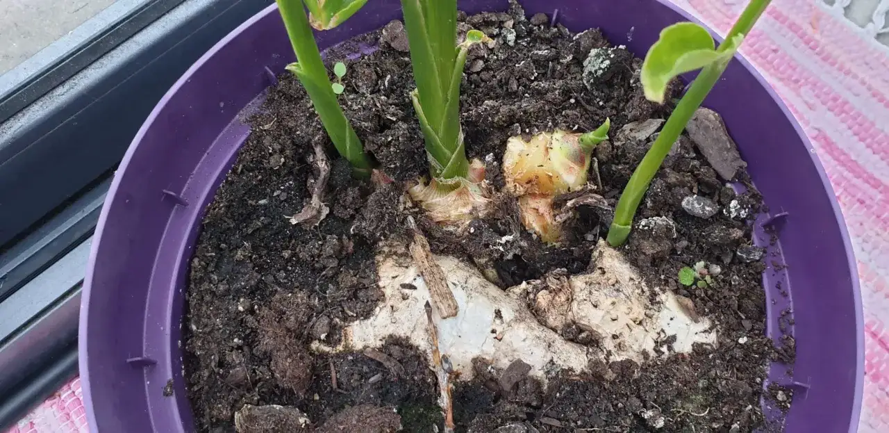 En kruka med en ung ingefära planta som växer. Rotknölen syns tydligt i den mörka jorden.