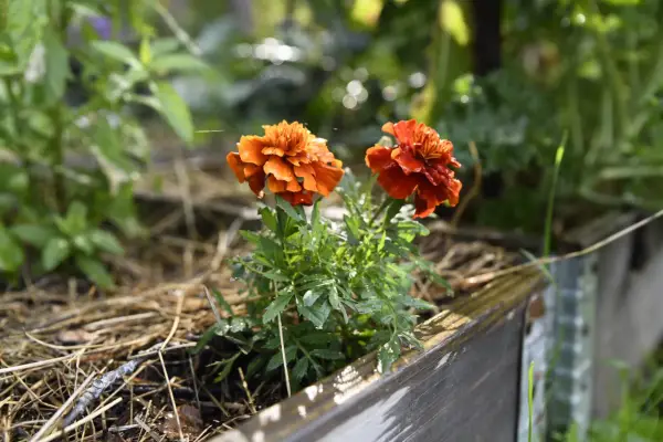 Två orange tagetesblommor i en pallkrage, omgivna av grönska och torrt gräs. Hoppas sniglar inte hittar hit.
