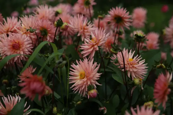 En rabatt fylld med ljusrosa dahlior som blommar. En fjäril sitter på en av blommorna. Plantera dahlia i rabatt för att skapa denna vackra syn.