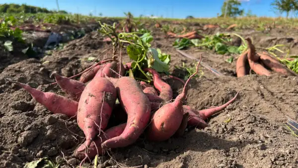 Färska, röda sötpotatisar ligger uppgrävda ur jorden på ett fält. En del av plantan syns fortfarande.