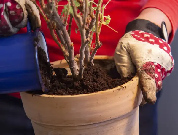 Händer med trädgårdshandskar planterar om pelargoner i en terrakottakruka med ny jord.