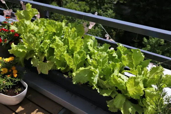 Fräsch sallad växer i en balkonglåda, perfekt för att odla sallad i kruka. Bredvid syns blommor i krukor.
