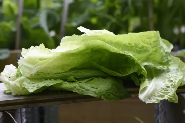 Färska blad av romansallad, nyskördade och redo att ätas. En påminnelse om att romansallad odla är enkelt och givande.