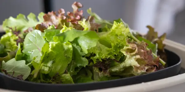 En skål med olika sallad sorter, med gröna och rödaktiga blad.