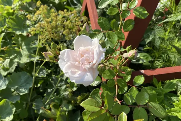 En ljusrosa ros i kruka blommar vackert bland gröna blad och knoppar. En träspaljé skymtar i bakgrunden.