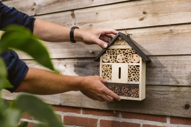 Händer monterar ett insektshotell på en trävägg. En bra placering ger skydd och hem åt pollinerare.