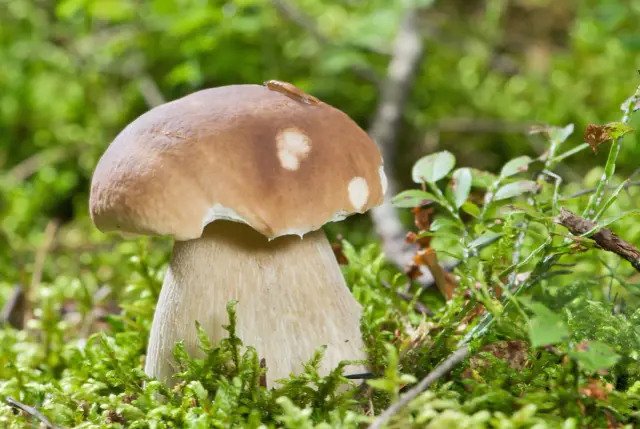 En stor karl johan svamp reser sig ur mossan, med en liten snigel på hatten.