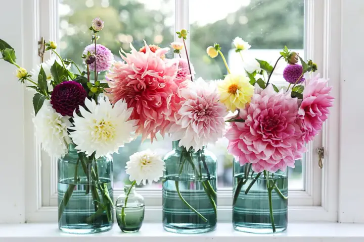 Vaser med blommor i olika färger, som vita, rosa och lila dahlior. En påminnelse om att plantera dahlia för en vacker sommar.