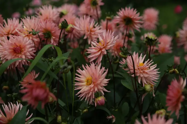 En rabatt fylld med ljusrosa dahlior som blommar. En fjäril sitter på en av blommorna. Plantera dahlia i rabatt för att skapa denna vackra syn.