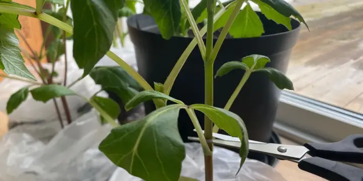 En sax klipper av en gren för att toppa dahlia. Gröna blad och mörka stjälkar syns.