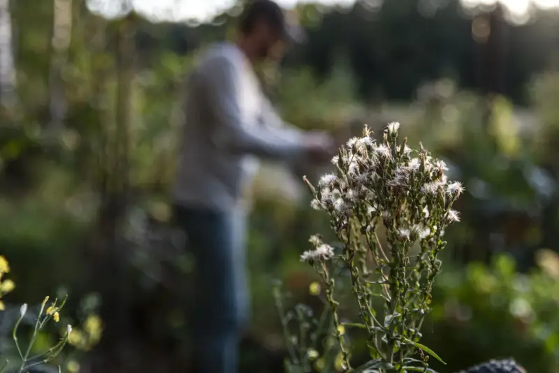 En person arbetar i trädgården nära en taro-växt med fluffiga blommor.