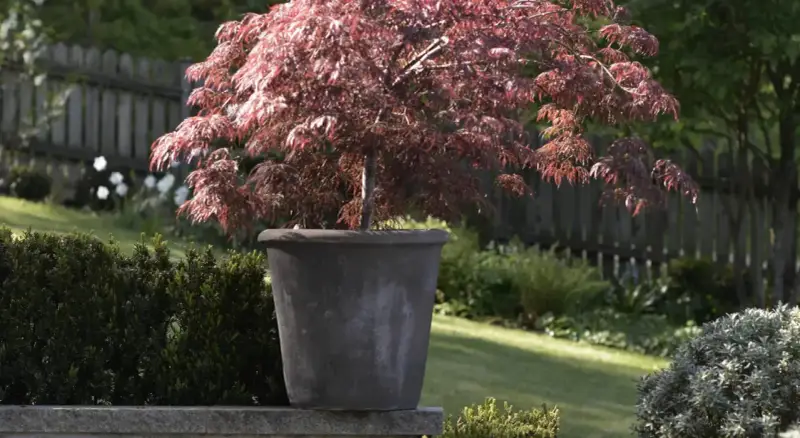 En rödbladig japansk lönn i kruka, perfekt för att plantera pion på våren i en vacker trädgård.