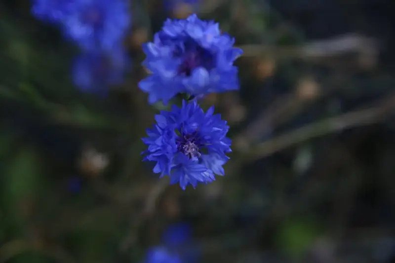 Två blåklint perenn blommor i fokus, med en mjuk, mörk bakgrund.