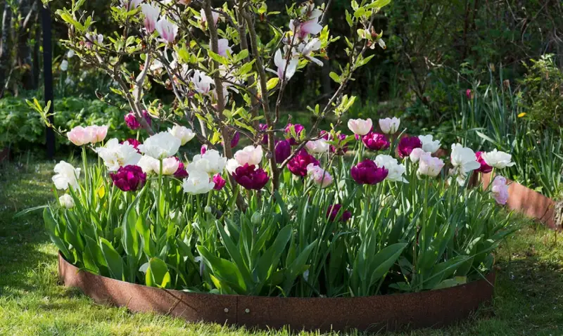 A bed of pink, white, and deep purple tulips blooms in front of a flowering magnolia tree.