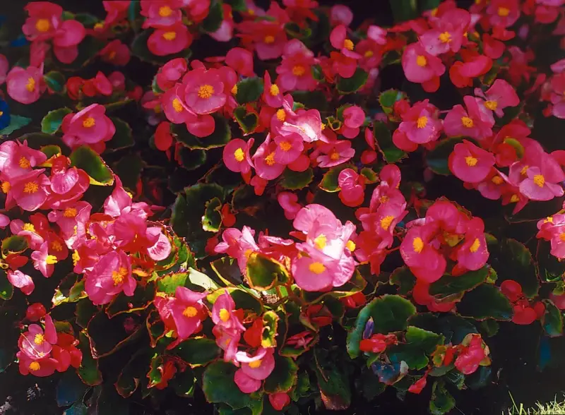 En tät matta av rosa begonia utomhus, med sina karaktäristiska gula mittpunkter, skapar en färgexplosion.
