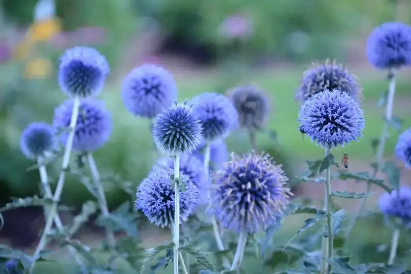Blå bolltistel blommar i en vacker samplantering. En bi surrar runt en av de runda blommorna.