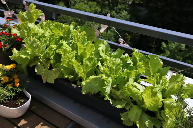 Fräsch sallad växer i en balkonglåda, perfekt för att odla sallad i kruka. Bredvid syns blommor i krukor.