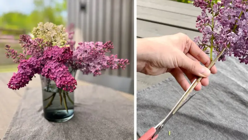 En bukett med fina blommor i en vas och en hand som klipper en syrenkvist.