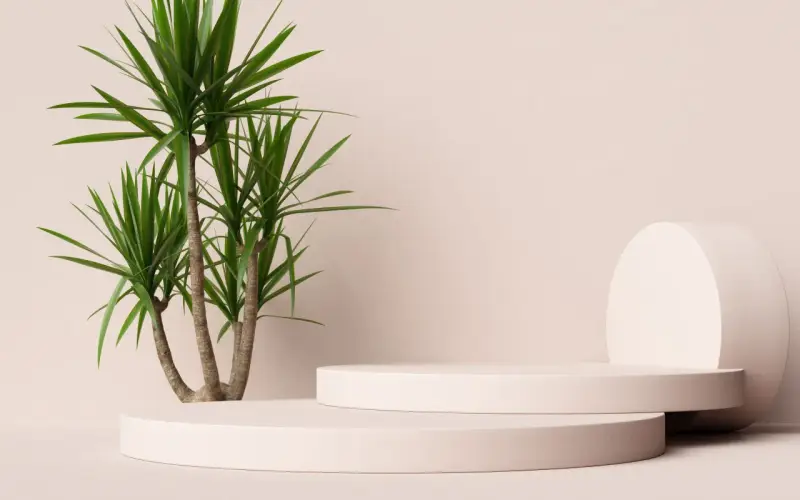 En grön palm i kruka utomhus, placerad bredvid två runda, ljusrosa podium.