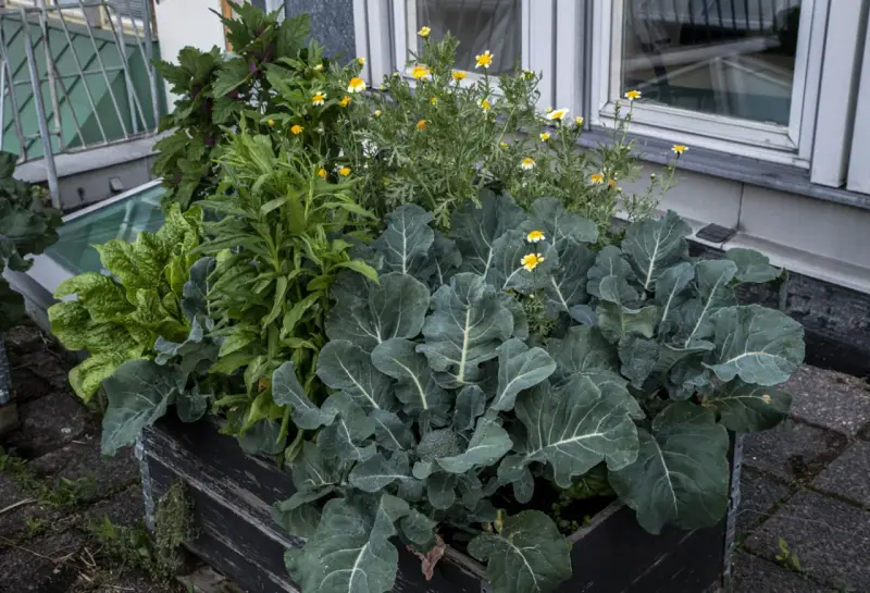 En pallkrage med samplantering av grönkål, broccoli och små gula blommor. En frodig och mångsidig odling.